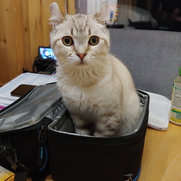 Meet your Posher, Romi - Picture 4 of 4